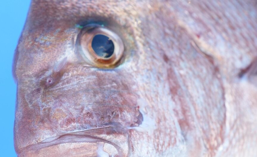 Concerns ‘social relationships’ of WA fisheries officers are hindering fight against illegal fishing