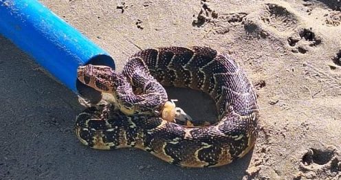 News24 | WATCH | Adder wise, you well? ‘Gobsmacked’ southern Cape man reels in ‘angry’ snake while fishing